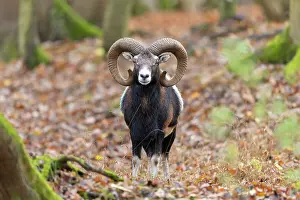Mouflon: Mouflon ram autumn 93, S-E Arndt