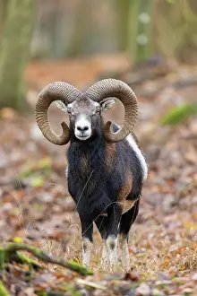 Mouflon: Mouflon ram autumn 96, S-E Arndt