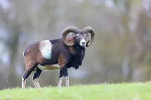 Mouflon: Mouflon ram autumn 97, S-E Arndt
