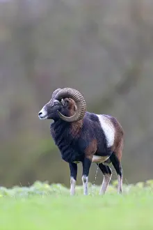 Mouflon: Mouflon ram autumn 98, S-E Arndt
