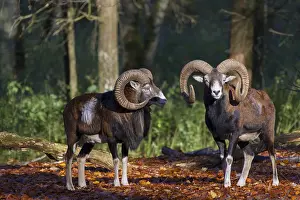 Mouflons: Mouflon - ram in autumn - Germany