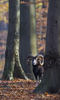 Mouflons: Mouflon - ram in autumn - Germany