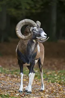 Mouflons: Mouflon - ram in autumn - Germany
