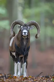 Mouflons: Mouflon - ram in autumn - Germany