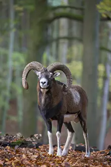 Mouflons: Mouflon - ram in autumn - Germany