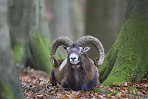 Mouflons: Mouflon - ram in autumn - Germany