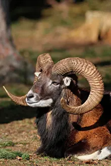 Ammon: Mouflon ram (Ovis ammon musimon), captive, Bavaria