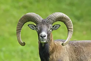 Mouflons: Mouflon ram portrait