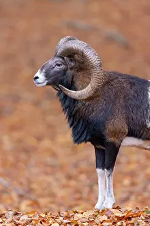 Mouflon: Mouflon ram portrait