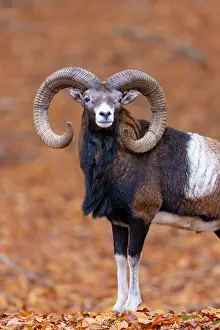 Mouflon: Mouflon ram portrait