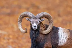 Mouflon: Mouflon ram portrait