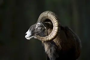 Mouflons: Mouflon - ram portrait - Germany