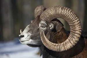 Mouflons: Mouflon - ram portrait - Germany