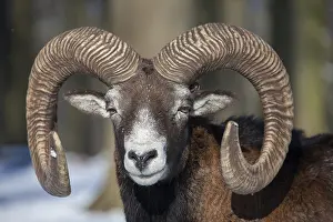 Mouflons: Mouflon - ram portrait - Germany