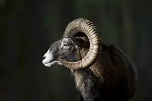Mouflons: Mouflon - ram portrait - Germany