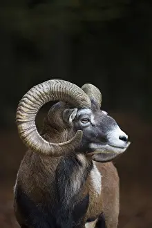 Mouflons: Mouflon - ram portrait - Germany