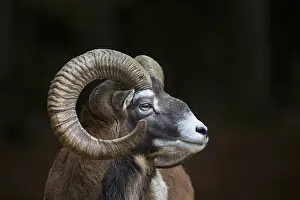 Curved: Mouflon - ram portrait - Germany