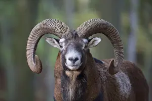 Mouflons: Mouflon - ram portrait - Germany