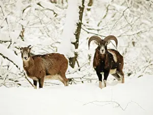 Mouflons: Mouflon ram and sheep in snow