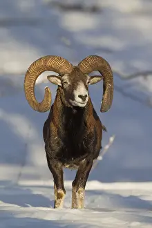 Mouflons: Mouflon - ram in snow - Germany