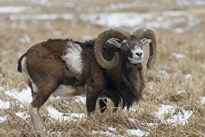 Mouflons: Mouflon - ram in snow - Germany