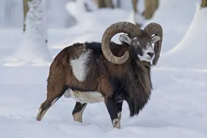 Mouflons: Mouflon - ram in snow - Germany