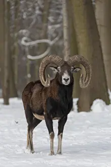 Mouflons: Mouflon - ram in snow - Germany
