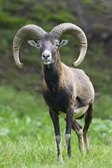 Mouflons: Mouflon ram in summer