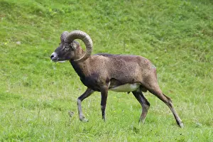 Mouflons: Mouflon ram in summer