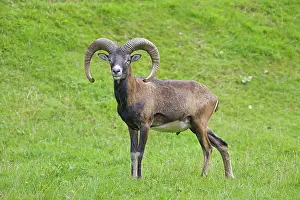 Mouflons: Mouflon ram in summer