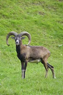 Mouflons: Mouflon ram in summer