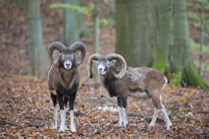 Mouflons: Mouflon - two rams in autumn, Germany