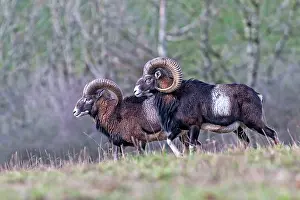 Rams: Mouflon Rams. Haute Saone, France