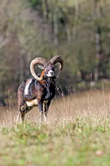 Rams: Mouflon Rams. Haute Saone, France