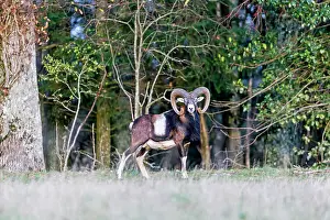 Rams: Mouflon Rams. Haute Saone, France