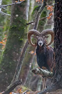 Rams: Mouflon Rams. Haute Saone, France