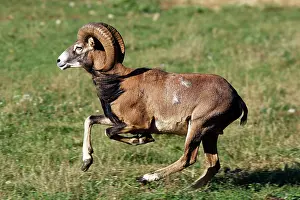 Mouflons: Mouflon - running