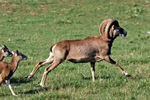 Mouflons: Mouflon - running