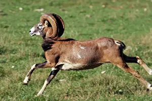 Mouflons: Mouflon - running