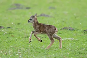 Lamb: Mouflon - running lamb - Germany