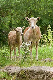 Mouflons: Mouflon Sheep - adult & juvenile