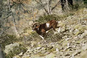 Mouflons: Mouflon Sheep - male