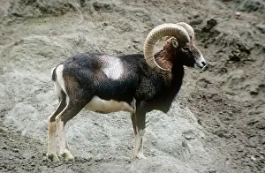 Mouflons: Mouflon Sheep - male