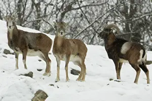 Mouflons: Mouflon Sheep - Ram (right) and ewes in snow covered
