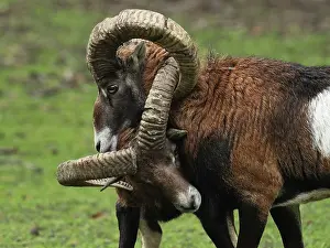 Mouflons: Mouflon Sheep - Rams fighting getting their horns stuck