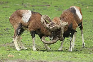 Mouflons: Mouflon Sheep - Rams fighting getting their horns stuck