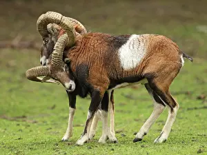 Mouflons: Mouflon Sheep - Rams fighting getting their horns stuck