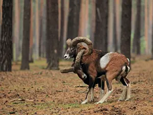 Mouflons: Mouflon Sheep - Rams fighting getting their horns stuck