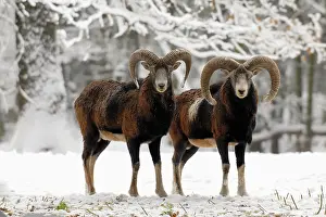 Mouflons: Mouflon Sheep - Rams in snow