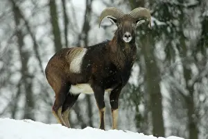 Mouflons: Mouflon Sheep - Young ram, on alert in snow covered